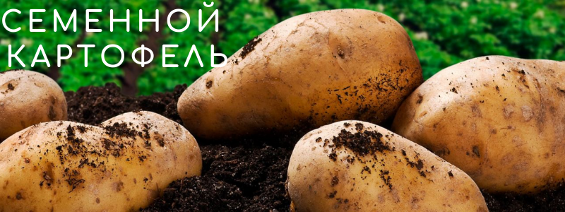 СЕМЕНА! КАРТОФЕЛЬ! ЗАКРЫВАЕМ РЯДОЧКИ!